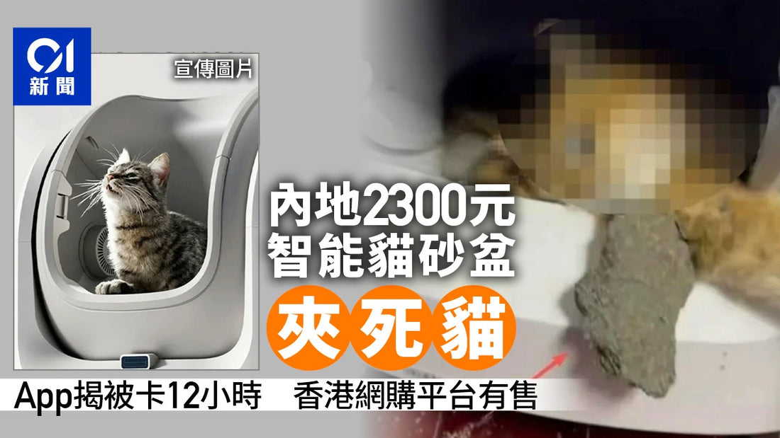 【智能貓廁所安全指南】點止貪平咁簡單？從意外事件解析 PETKIT 小佩點樣守護主子