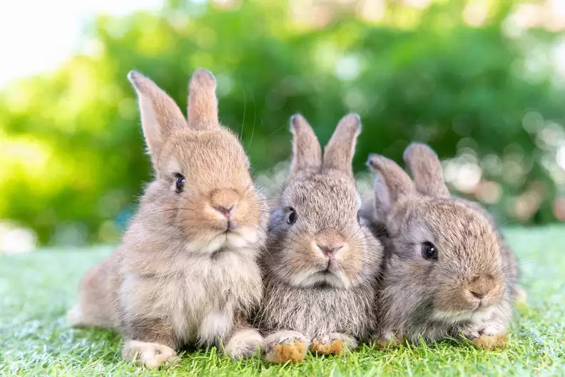 领养兔子前你需要了解的九件事 9 Things to Know Before Adopting a Bunny