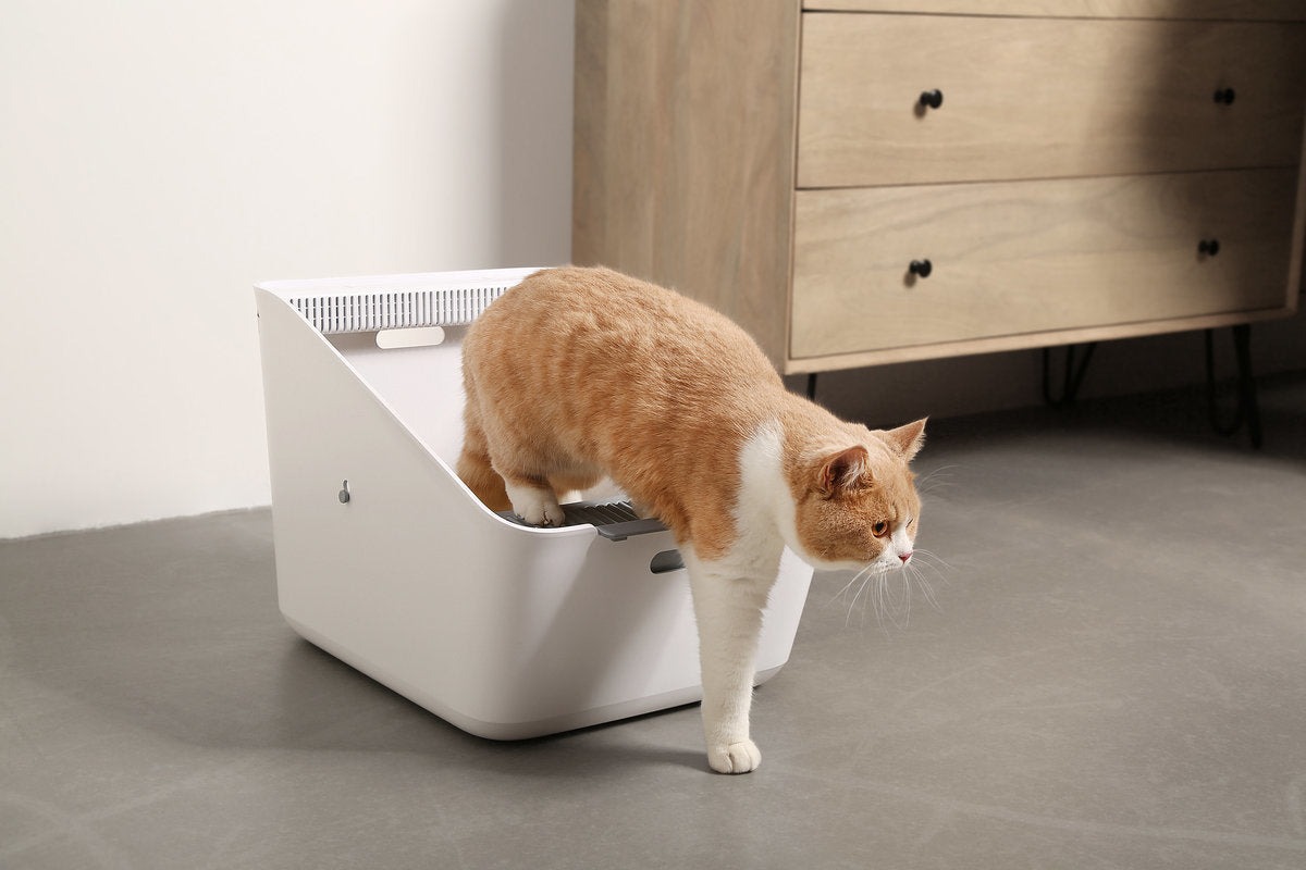 PETKIT Activated Carbon Deodorizing Tofu Cat Litter Full Box 18L (6L × 3) PETKIT - 活性碳除臭豆腐砂原箱18L(6L x3) 香港原裝行貨-Aquafilo