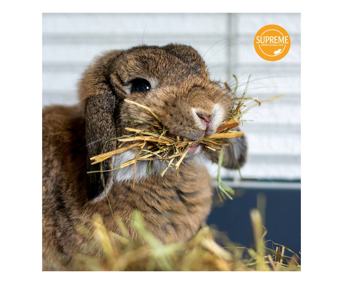 英國至尊 Supreme 美味乾草 2kg Supreme 2kg Tiny Friends Farm Russel Rabbit Tasty Hay
