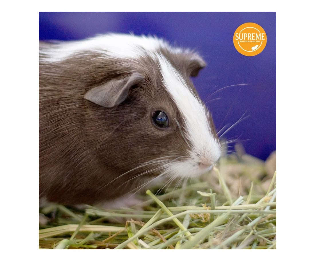 英國至尊 Supreme 美味乾草 2kg Supreme 2kg Tiny Friends Farm Russel Rabbit Tasty Hay