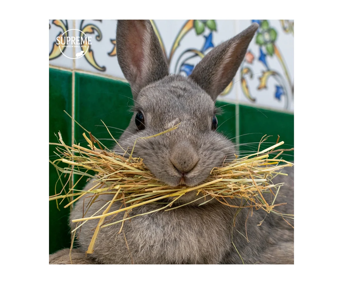 英國至尊 Supreme 美味乾草 2kg Supreme 2kg Tiny Friends Farm Russel Rabbit Tasty Hay